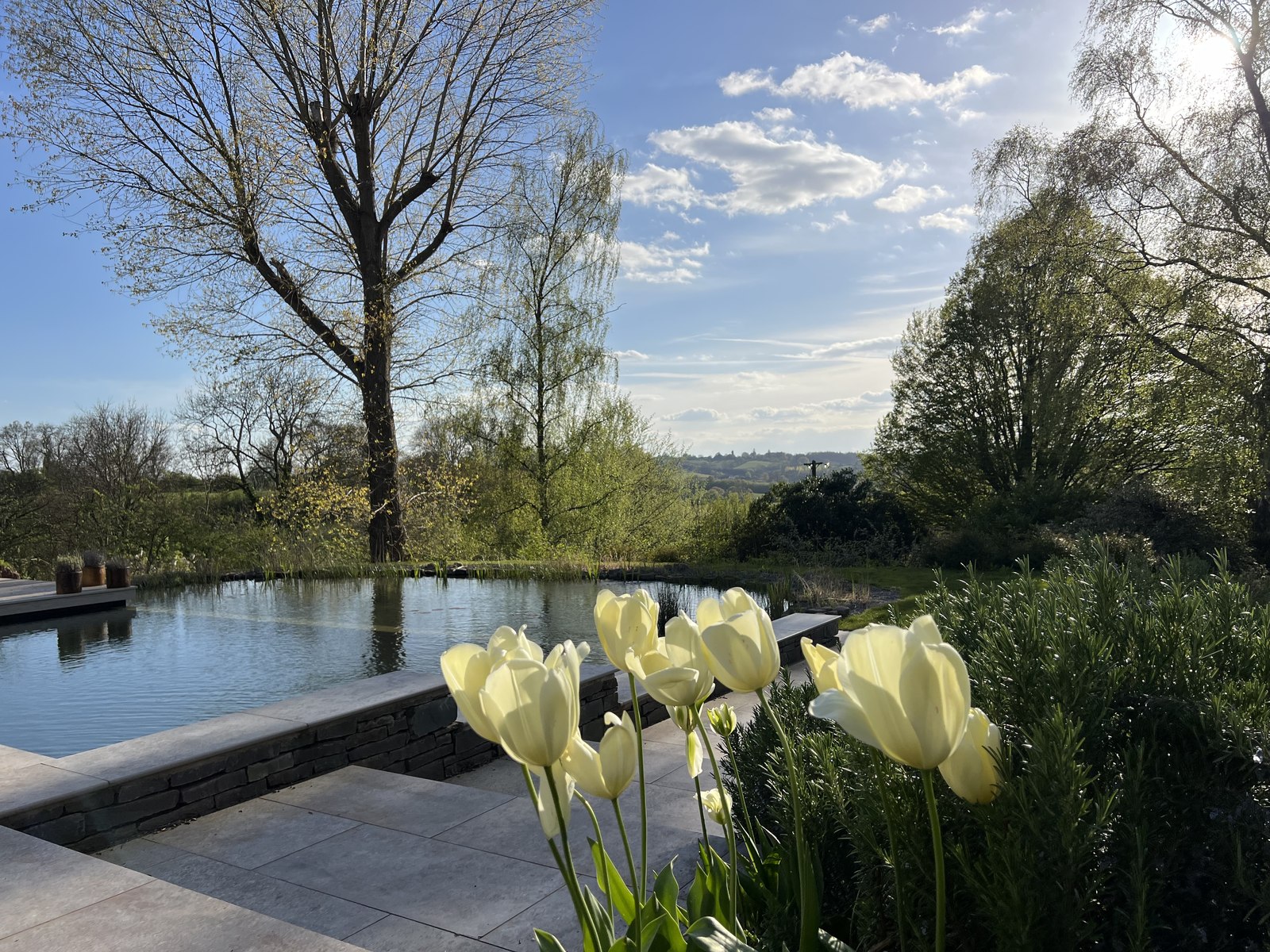 The natural swimming pool at Trealy Farm, surrounded by tulips at sunset